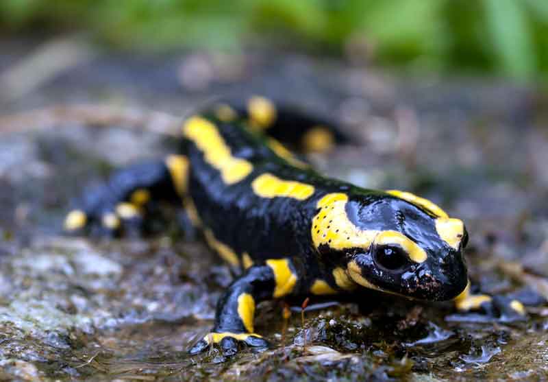 Fire Salamander Hewan Lucu Tapi Berbahaya