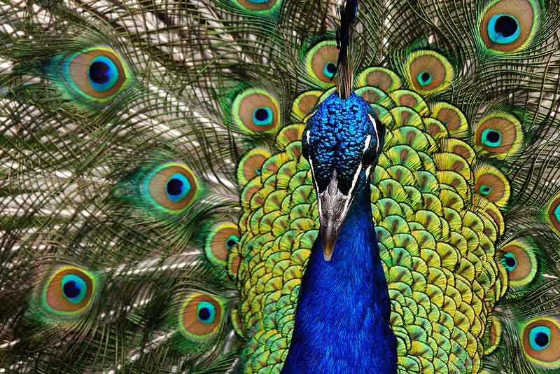 4400 Gambar Burung Merak Paling Cantik Di Dunia Gratis Terbaru