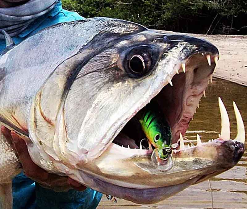 Payara Ikan Paling Berbahaya