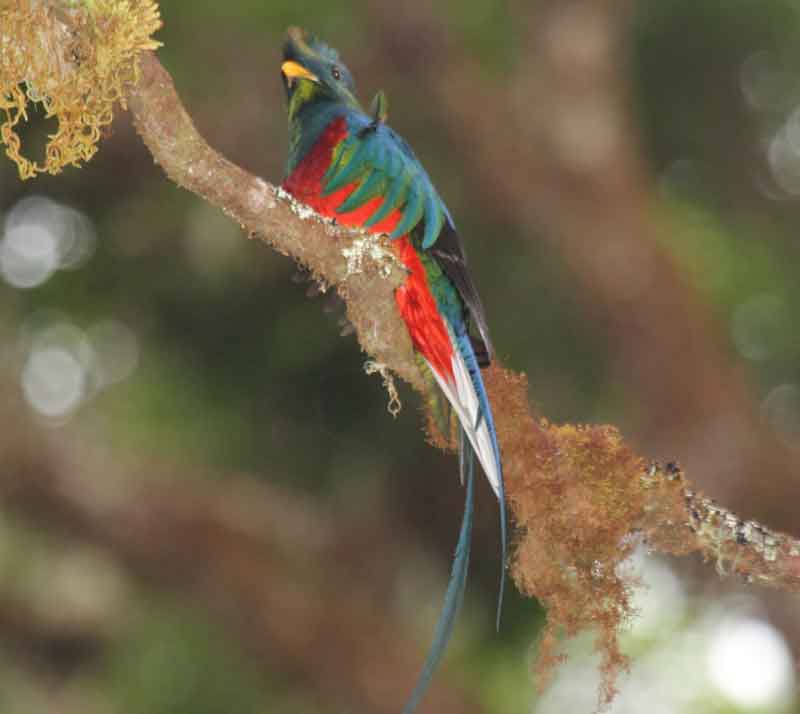Burung Quetzal