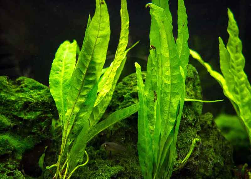 tanaman aquascape java fern