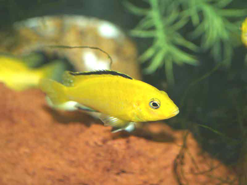 Cara Memelihara Ikan Lemon, si Cantik dari Afrika