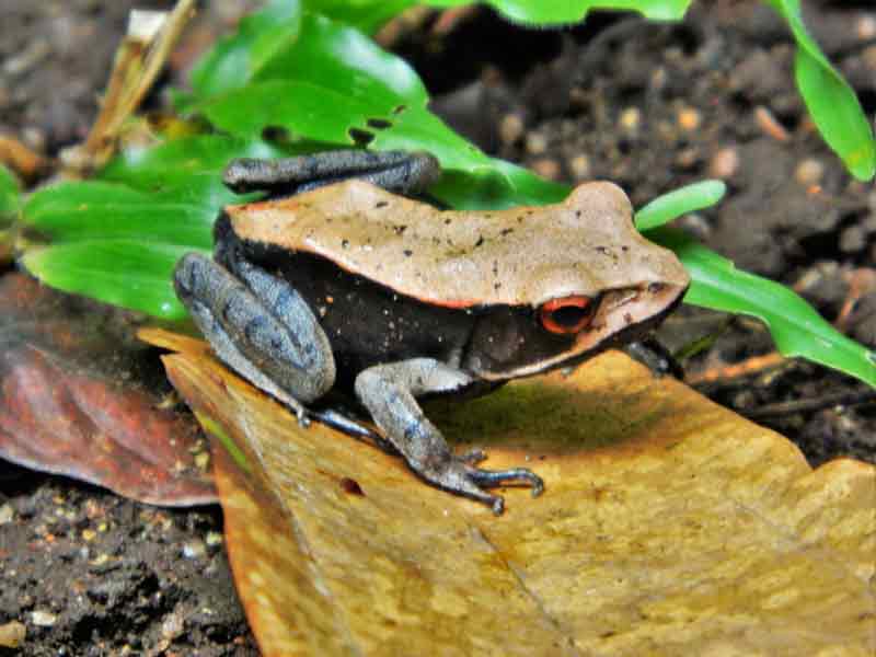 Hujan-Katak benda jatuh dari langit
