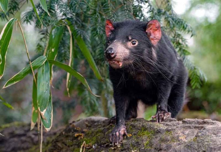 Tasmanian-Devil