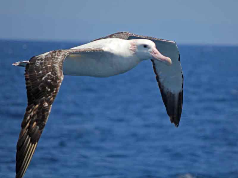 Wandering Albatross Burung Terbang Terbesar di dunia