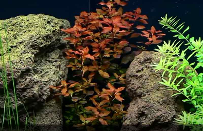 Ludwigia Palustris tanaman aquascape warna merah