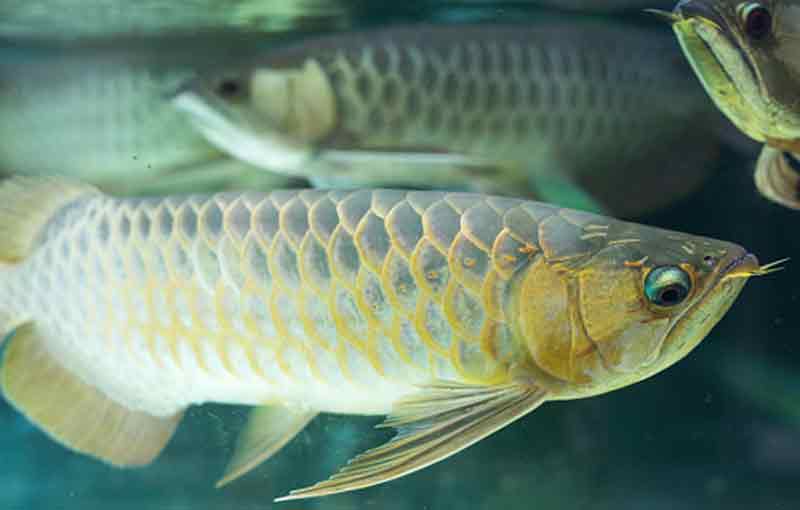 Ikan Arwana Silver: Panduan Pemeliharaan Terlengkap
