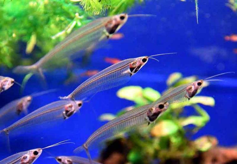 Ikan lele hias glass catfish