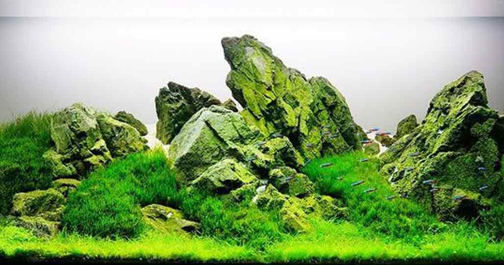 Iwagumi Style Aquascape: Konsep Minimalis ala Jepang