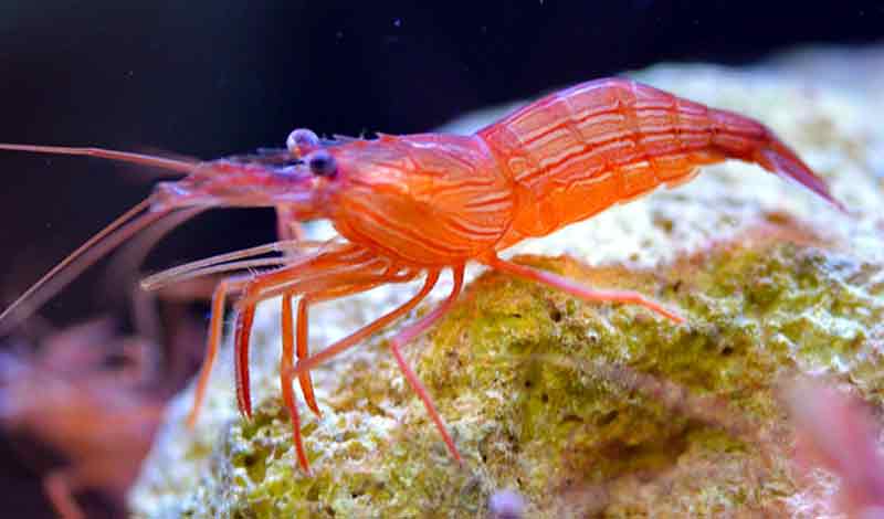Peppermint Shrimp Udang Cantik
