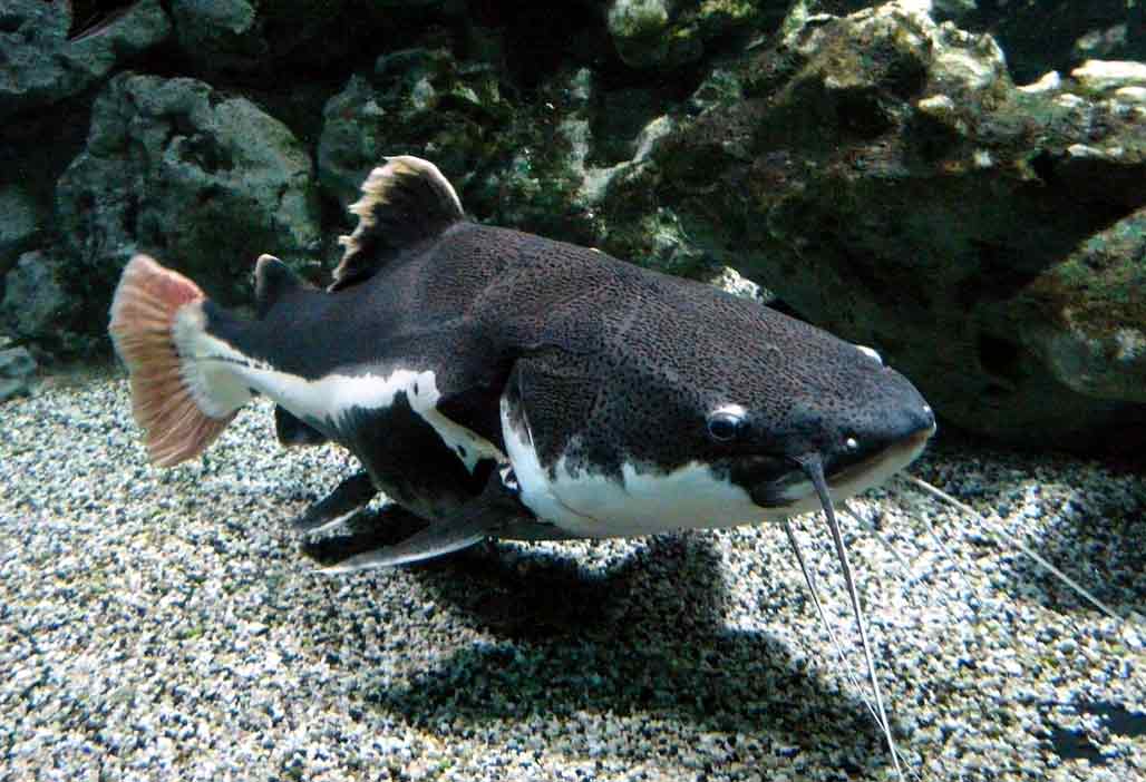 Ikan Red Tail Catfish: Panduan Pemeliharaan Terlengkap