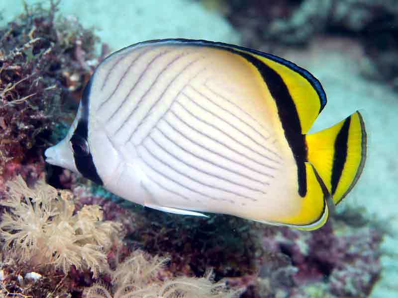 Vagabond Butterfly fish