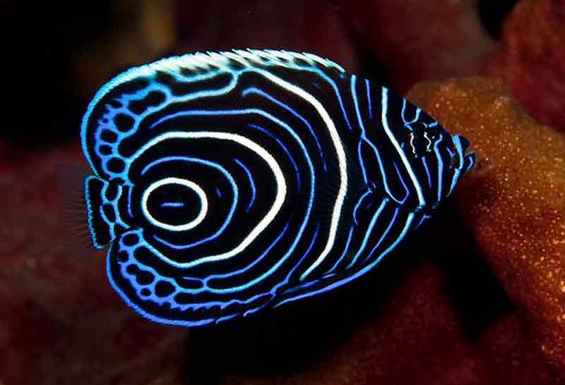 emperor angelfish juvenile