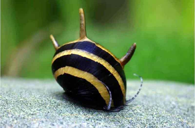 Cara Memelihara Keong Tanduk Aquascape (Horned Nerite Snail)
