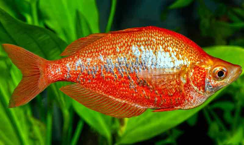 Ikan Rainbow Merah