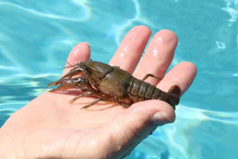 fakta lobster air tawar