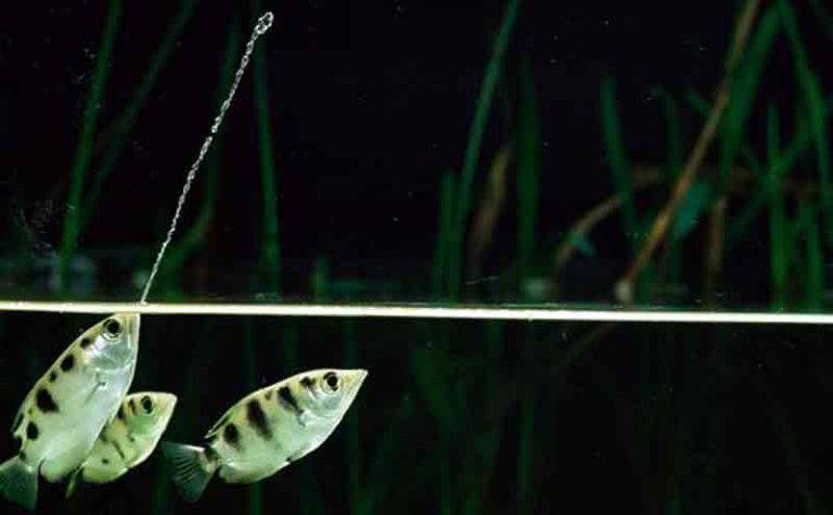 Cara Memelihara ikan sumpit